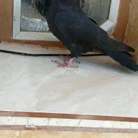 کبوتر