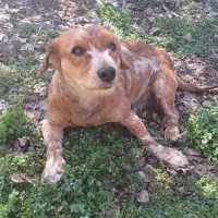 واگذاری رایگان سگ