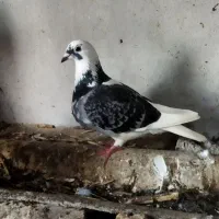 کبوتر ماده جان آردن مسافتی