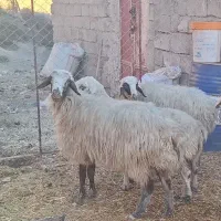 4 عدد میش جوان مایه کرده