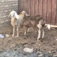 یک جفت بره ماده عربی