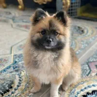 سگ پامرانین|سگ|بم, |دیوار