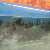 ماهی آکواریومی اسکار 65|ماهی|قائم‌شهر, |دیوار