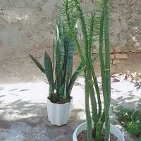 گل سانسوری و گل کاکتوس
