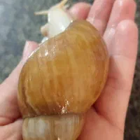 خاویار حلزون