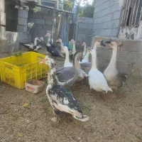 غاز قوغاز و اردک اسرائیلی در فریمان|حیوانات مزرعه|فریمان, |دیوار