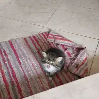 گربه پرشین بریتیش