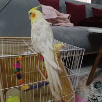 عروس هلندی لوتینو نر