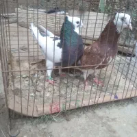 کبوتر شازده