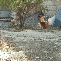 محلی|حیوانات مزرعه|انبارآلوم, |دیوار