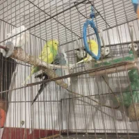 مرغ عشق|پرنده|قزوین, |دیوار