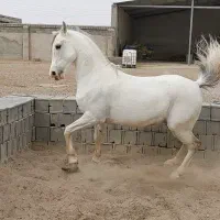 نریان عرب خالص ایرانی|اسب و تجهیزات اسب‌سواری|اصفهان, حسین‌آباد|دیوار