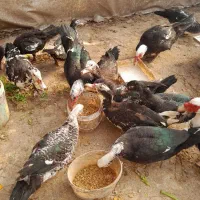 اردک اسرائیلی یا روسی|حیوانات مزرعه|رشت, سیا اسطلخ|دیوار