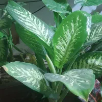 گلفروشی ارش|گل و گیاه طبیعی|لردگان, |دیوار