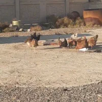 سهره لطفا متنو خوب بخونید|حیوانات مزرعه|محمدیه-قزوین, |دیوار