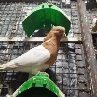 ۲تاکله ای۲تا تهرانی ماده دمسفیدوسور نر|پرنده|خرمآباد, |دیوار