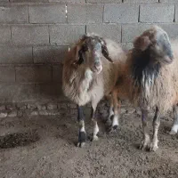 یکی شیشک یکی 17ماه عکس بره هاش رو گذاشتم