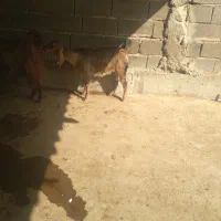 بز افقانی اصل ماده قیمت پایین