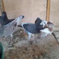 جوجه کبوتر تازه دون خور|پرنده|ابریشم, |دیوار