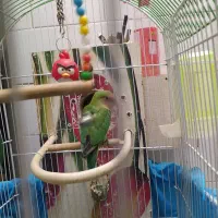 طوطی برزیلی|پرنده|تاکستان, |دیوار