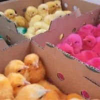 جوجه رنگی ،بومی ،ارک ارسال رایگان|حیوانات مزرعه|اصفهان, پوریای ولی|دیوار