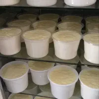 ماست سنتی پرچرب خامه ای