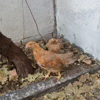 نیمچه مرغ و خروس