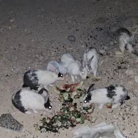 خرگوش بزرگ دونه 70
