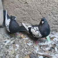 کبوتر
