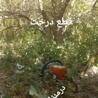 قطع درختان مرکبات در باغ و منزل