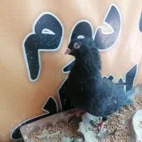 کفتر  سینه ای اصفهانی و زاغ آبادانی و پرشی|پرنده|بافق, |دیوار