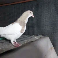 یال|پرنده|شیراز, عادل آباد|دیوار