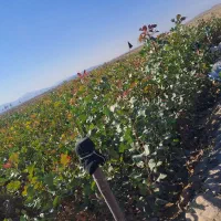 نهال پسته۴۰۴ فروشی|خدمات باغبانی و درختکاری|حنا, |دیوار