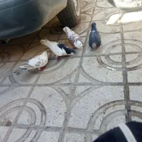 کبوتر|پرنده|سبزوار, زینبیه|دیوار