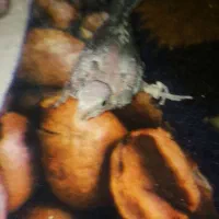 یک جوجه عروس دون خور دستی