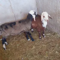 ۲عدد بره نروماده|حیوانات مزرعه|دشتابی, |دیوار