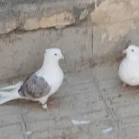 یک جفت دوکت. درمبارکه.