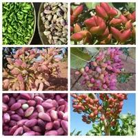 پسته موز خونی کیوی گردو شابلون انار دانه درشت|خدمات باغبانی و درختکاری|لاهیجان, آهندان|دیوار
