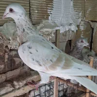 زرد هفترنگ خطی|پرنده|کوهین, |دیوار