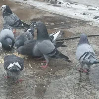 کبوتر مسافتی و جوجه وتکپر