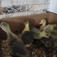 جوجه غاز دورگه ۸ روزه سالم و سرحال