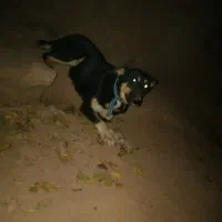 توله سگ نژاد دار|سگ|خرمآباد, |دیوار