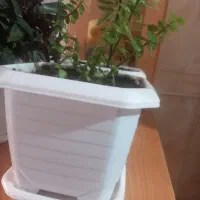 گلدان|گل و گیاه طبیعی|بانه, |دیوار