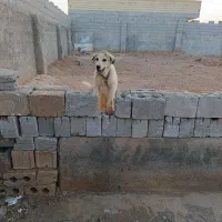 توله سگ