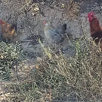 اصلاندوز|پرنده|اصلاندوز, |دیوار