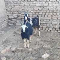 بزغاله نربزی خوشگل|حیوانات مزرعه|جوادآباد, |دیوار