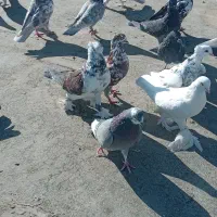 کبوترفروشی‌یکجا‌۲۷عدد