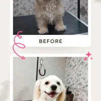 اصلاح و شستشوی حیوانات (سگ و گربه) در کلینیک|خدمات پیشه و مهارت|یزد, |دیوار