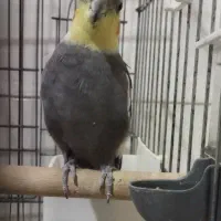 عروس هلندی وطوطی برزیلی|پرنده|زرقان, |دیوار