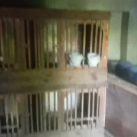 لانه خروس بزرگ